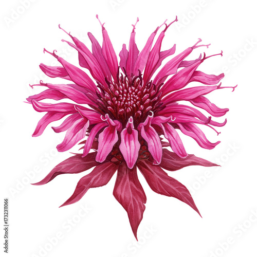 Vivid pink monarda flower detailed watercolor illustration isolated on white background