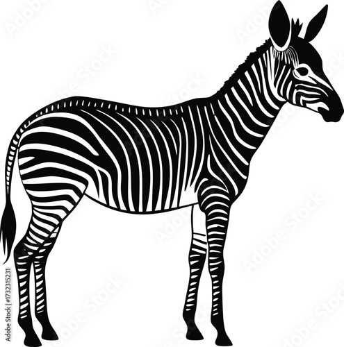 Vector cartoon illustration of a standing black and white striped zebra animal profile, isolated on white