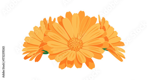 Clustered orange daisy-like flowers with green stems on white background