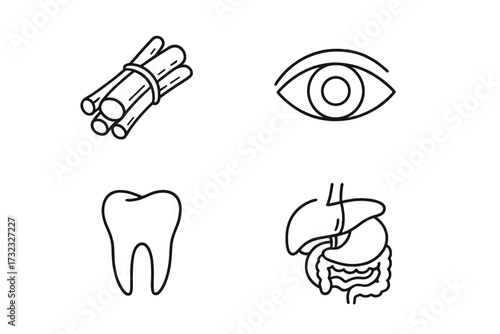Medical and food icon set. Thin line art of eye, tooth, internal organs, and cinnamon bundle. Vector design elements for anatomy, health, dental, and spice concepts.
