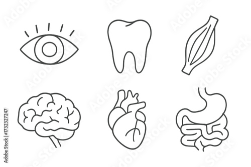 Human organs icon set. Line art collection with eye, tooth, muscle, brain, heart, digestive system. Medical and anatomical symbols for web, apps. Vector illustration.
