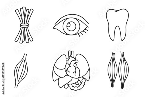 Human anatomy icon set. Medical linear symbols. Eye, tooth, muscle, internal organs. Health care. Heart, lung, liver, intestine. Biology. Thin line vector illustration.