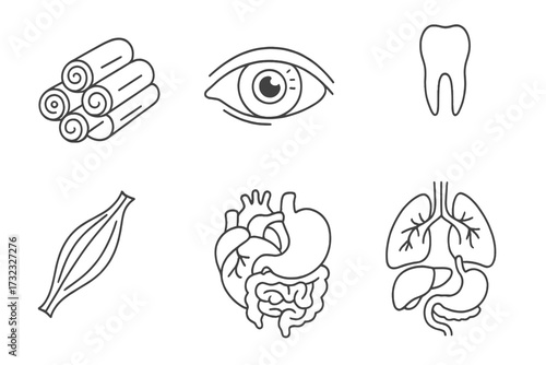 Anatomy line icon set. Medical illustration collection. Eye, tooth, muscle fiber, heart, lungs, liver, stomach, intestine. Simple minimal vector for biology, healthcare app.