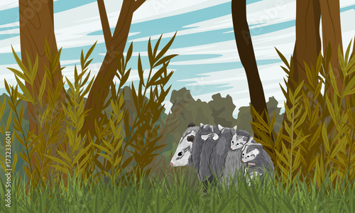 A mother opossum with her babies on her back walks through the green grass in the forest. Virginia opossum or North American opossum. Realistic vector landscape