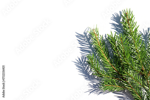 White background with fir branches and shadow. Christmas background.