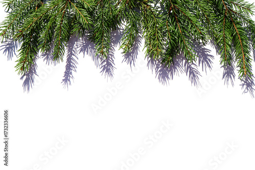 White background with fir branches and shadow. Christmas background.