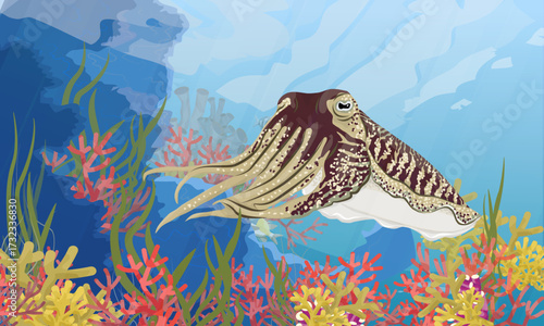 A common cuttlefish swims in seawater near underwater rocks with coral and seaweed. Realistic vector landscape.