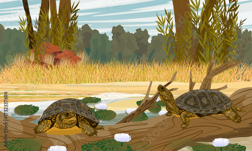 A pair of Marsh turtles sits on a log on the shore of a lake with water lilies. Realistic vector landscape