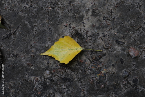 End of September. Deep yellow autumn leaf
