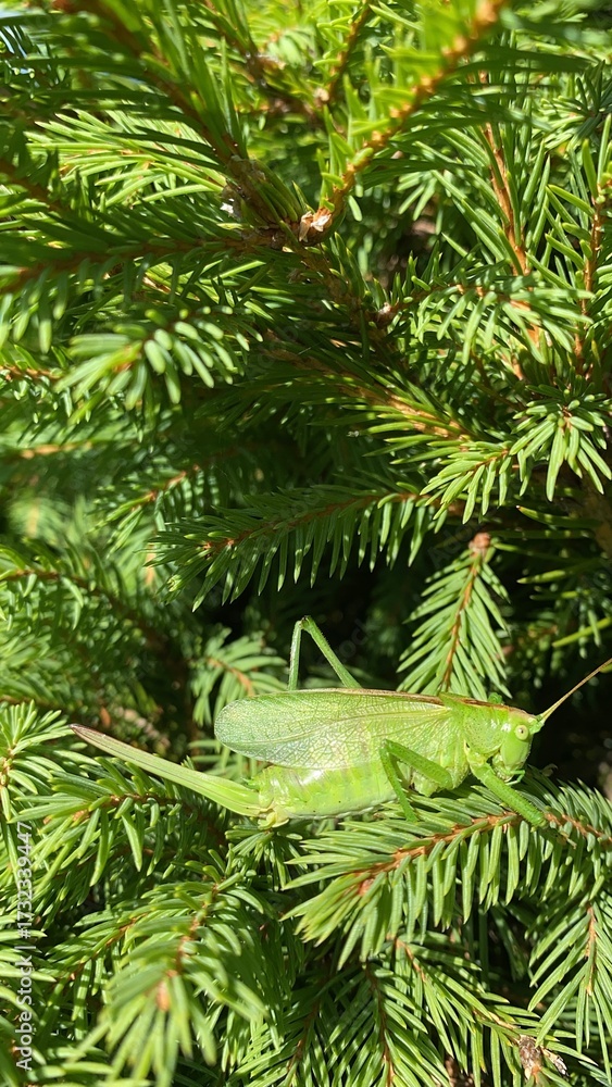 Fototapeta premium Locust Sitting on Fir Tree in Ukrainian Carpathians