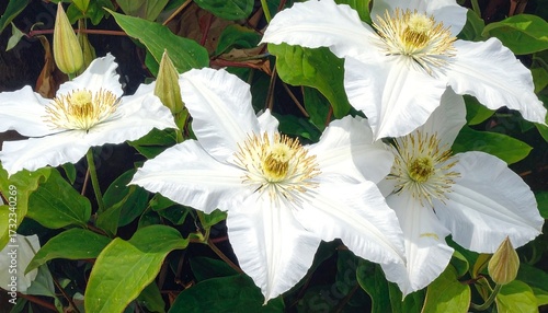 Wallpaper Mural Close-up of white clematis flowers Torontodigital.ca