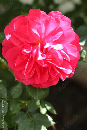 Red roses bloom in the summer.