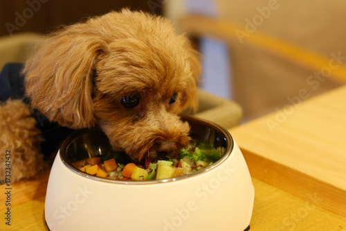 美味しそうにご飯を食べているトイ・プードル