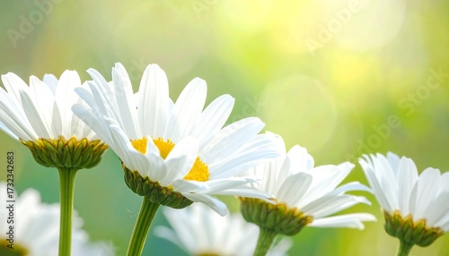 Wallpaper Mural Close-up of white daisies in sunlight Torontodigital.ca
