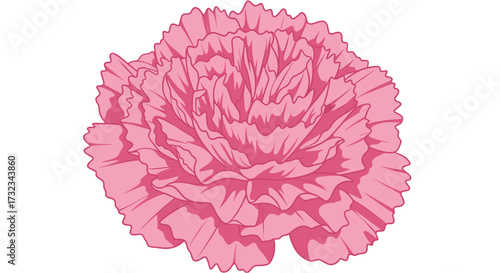 Pink carnation