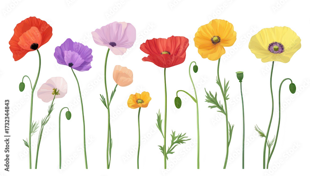 Obraz premium A arrangement of various poppy flowers in different colors and sizes. their delicate petals and slender stems. set against a clean white background. ideal for nature-themed projects