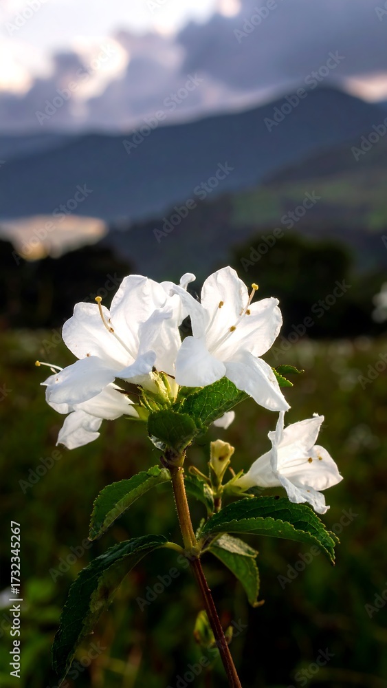 custom made wallpaper toronto digitalClose-up of white flowers in a field, mountains in the background