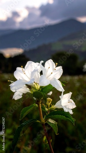 Wallpaper Mural Close-up of white flowers in a field, mountains in the background Torontodigital.ca