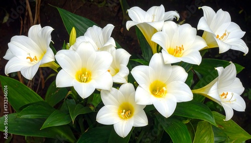 Wallpaper Mural Close-up of white flowers and leaves Torontodigital.ca