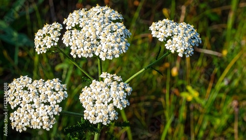 Wallpaper Mural Close-up of white flowers in a field Torontodigital.ca