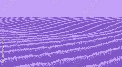 Fotografía Lavender field in a monotone purple