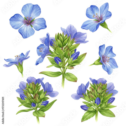 Detailed watercolor illustration of gentian flowers in various stages isolated on white background