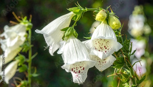 Wallpaper Mural Close-up of white flowers with red-maroon speckles Torontodigital.ca