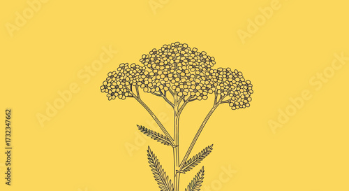 Botanical drawing of flower clusters on a plant