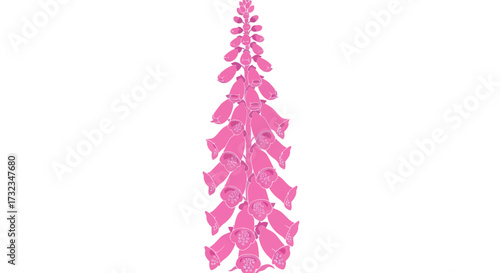 Isolated tall stalk of pink bell-shaped foxglove flowers