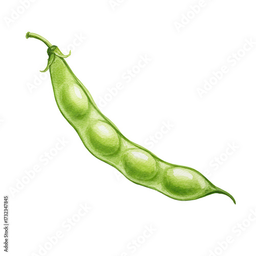 Watercolor illustration of a single green pea pod with peas isolated on white background
