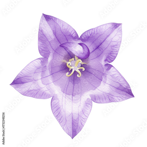 Delicate watercolor purple flower blossom close-up isolated on white background
