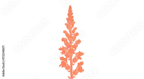 Textured salmon-colored flower stalk with individual blooms