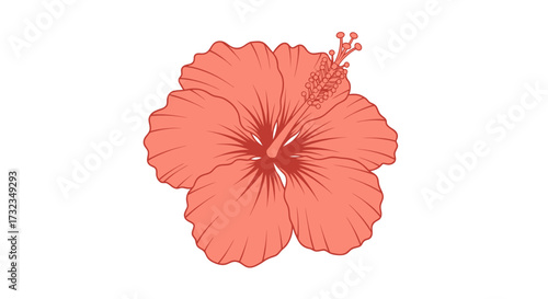 Red-coral hibiscus flower illustration on white