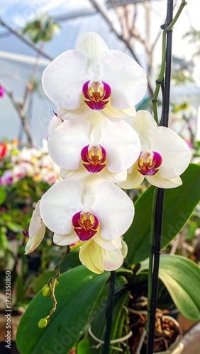 Wallpaper Mural Close-up of white orchids with purple accents Torontodigital.ca