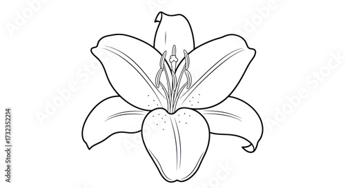 Line art of a blooming lily