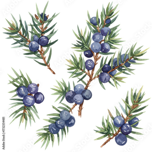 Watercolor illustration of juniper berries and branches isolated on white background
