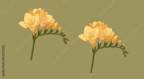 Freesia illustration Two stems of orange flowers with buds against an olive green background