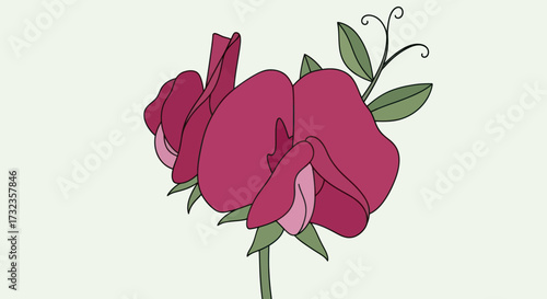 Red sweet pea flower, simple