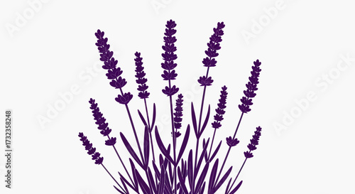 Dark purple lavender plant illustration on white