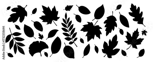 A set of silhouettes of autumn leaves of different shapes in black on a white background. A collection of autumn leaves from different trees such as oak, maple, chestnut. Elements for your design
