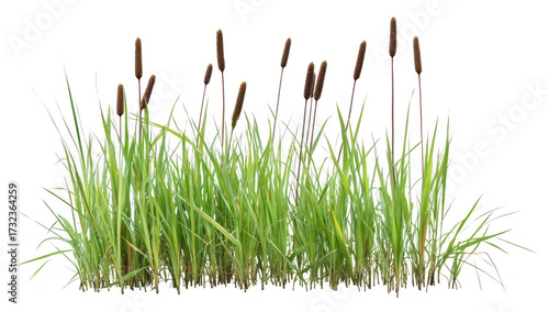 A cluster of cattails rising amidst lush green grass. captured in a serene natural setting. symbolizing tranquility and the beauty of wetlands