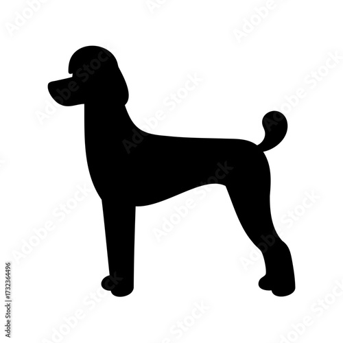 Silhouette of a standard poodle standing on a white background, dog illustration