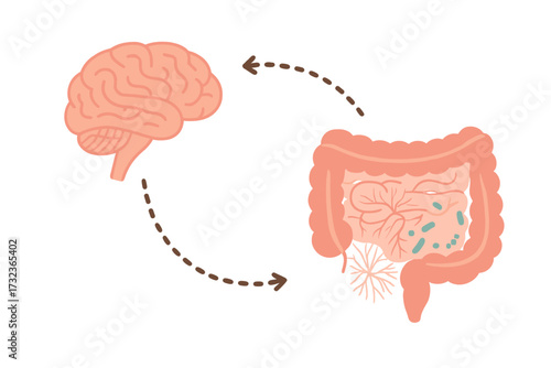 Gut-brain axis and microbiome vector concept. Enteric nervous system. Signals between brain and digestive tract. Small and large intestine, colon, bowel with bacteria flora.