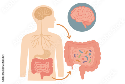 Gut-brain axis and microbiome connection concept. Enteric nervous system illustration showing signals from brain to digestive tract. Intestinal flora and mental health link.