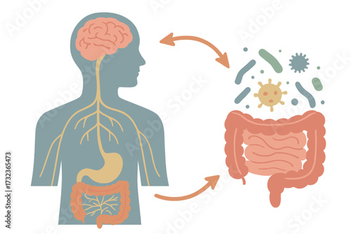 Gut-brain axis vector illustration. Microbiome and enteric nervous system concept. Signals from brain to digestive tract. Colon, bowel, stomach and intestinal flora bacteria.