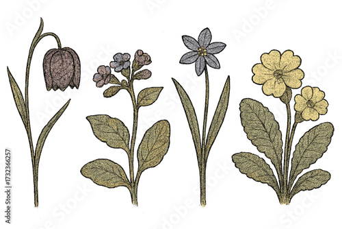 Set of vintage spring flowers with halftone texture. Botanical illustration collection of fritillaria, lungwort, glory-of-the-snow, primrose. Retro floral vector design.