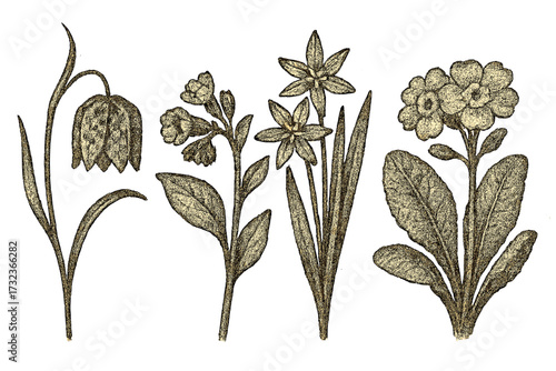 Vintage spring flower collection with halftone texture. Botanical vector illustration set of fritillaria, lungwort, primrose. Retro floral engraving with grunge dot effect.