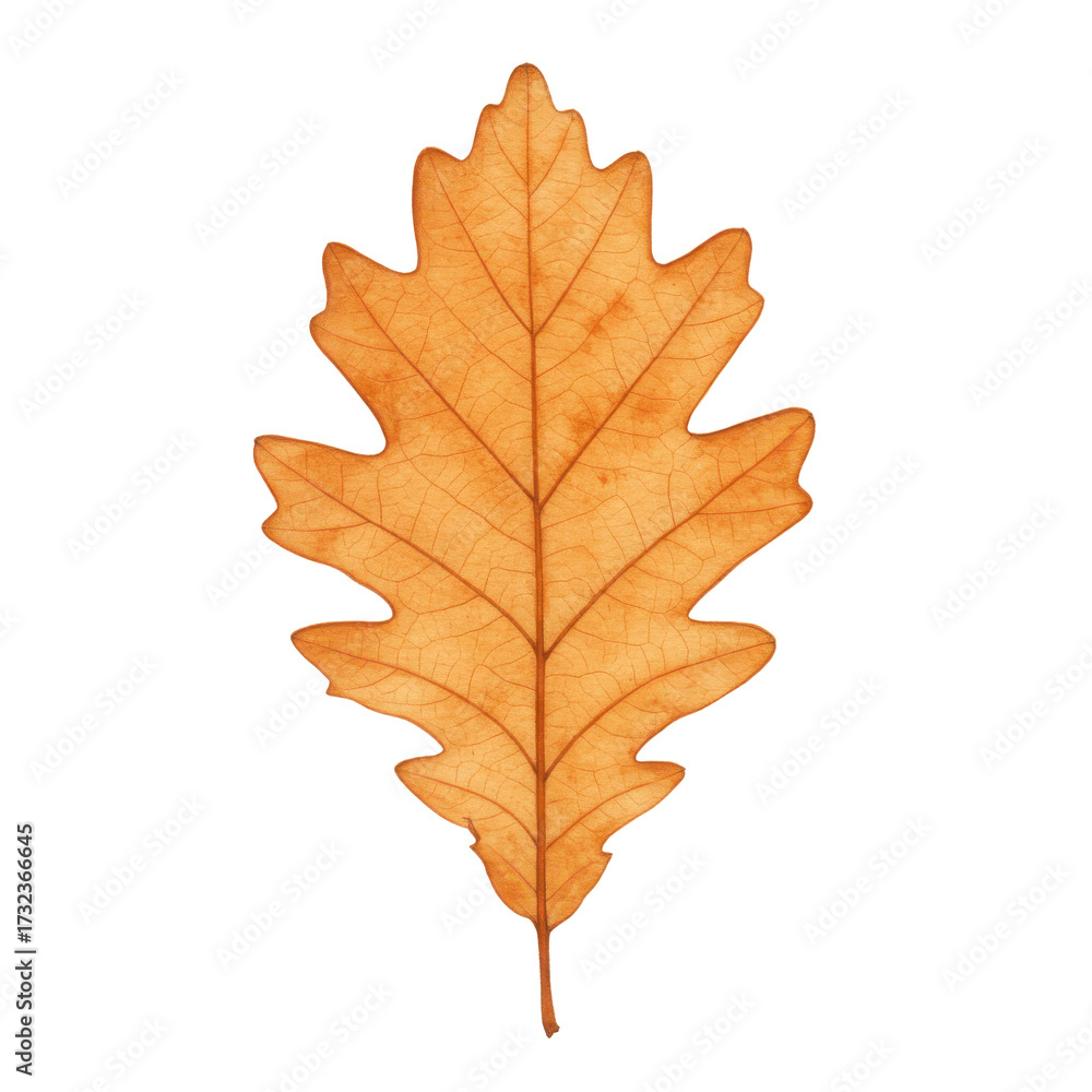 custom made wallpaper toronto digitalGolden oak leaf with intricate veins and serrated edges isolated isolated on white background