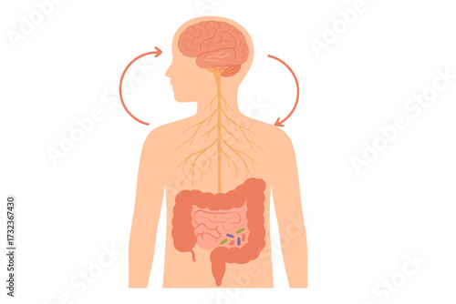 Gut-brain axis and microbiome concept. Enteric nervous system in the human body. Small and large intestine communication with brain. Signals from the digestive tract, colon, and bowel.