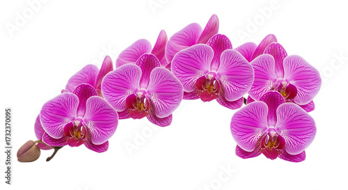 Vibrant pink orchid blossom branch isolated on transparent background